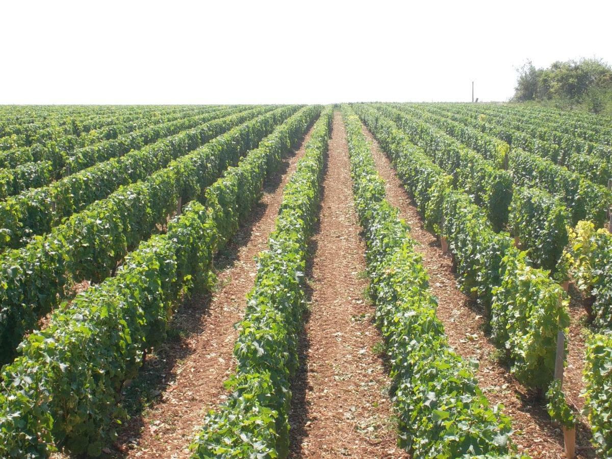 Armalou Bed & Breakfast Pouilly-sur-Loire Exterior foto
